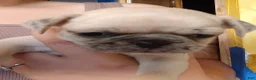 Pug dogs for sale: Aowen - Ad 2