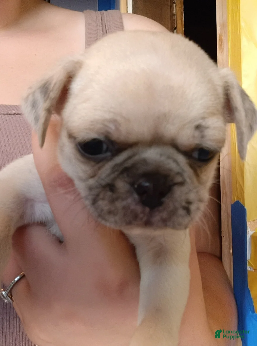 Pug dogs for sale: Aowen - Ad 2