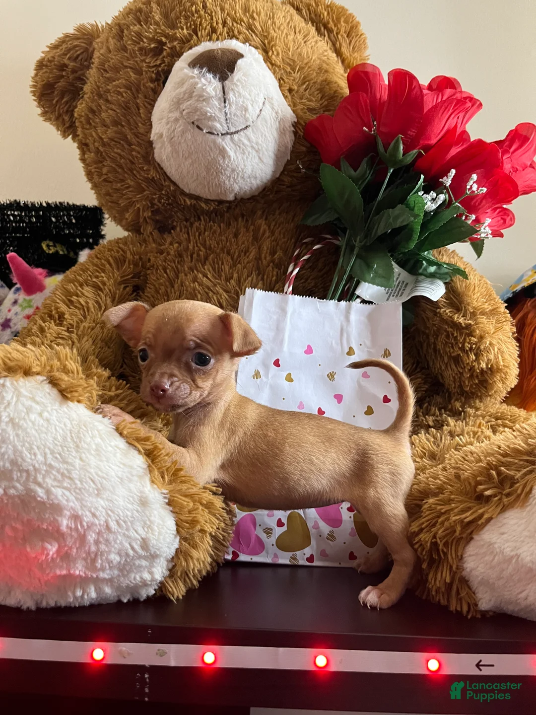 Chihuahua dogs for sale: Chihuahua Puppy 1 - Ad 3