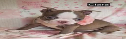 Boston Terrier dogs for sale: Clara - Ad 9