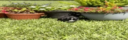 Mixed Breed dogs for sale: Savannah - Ad 17