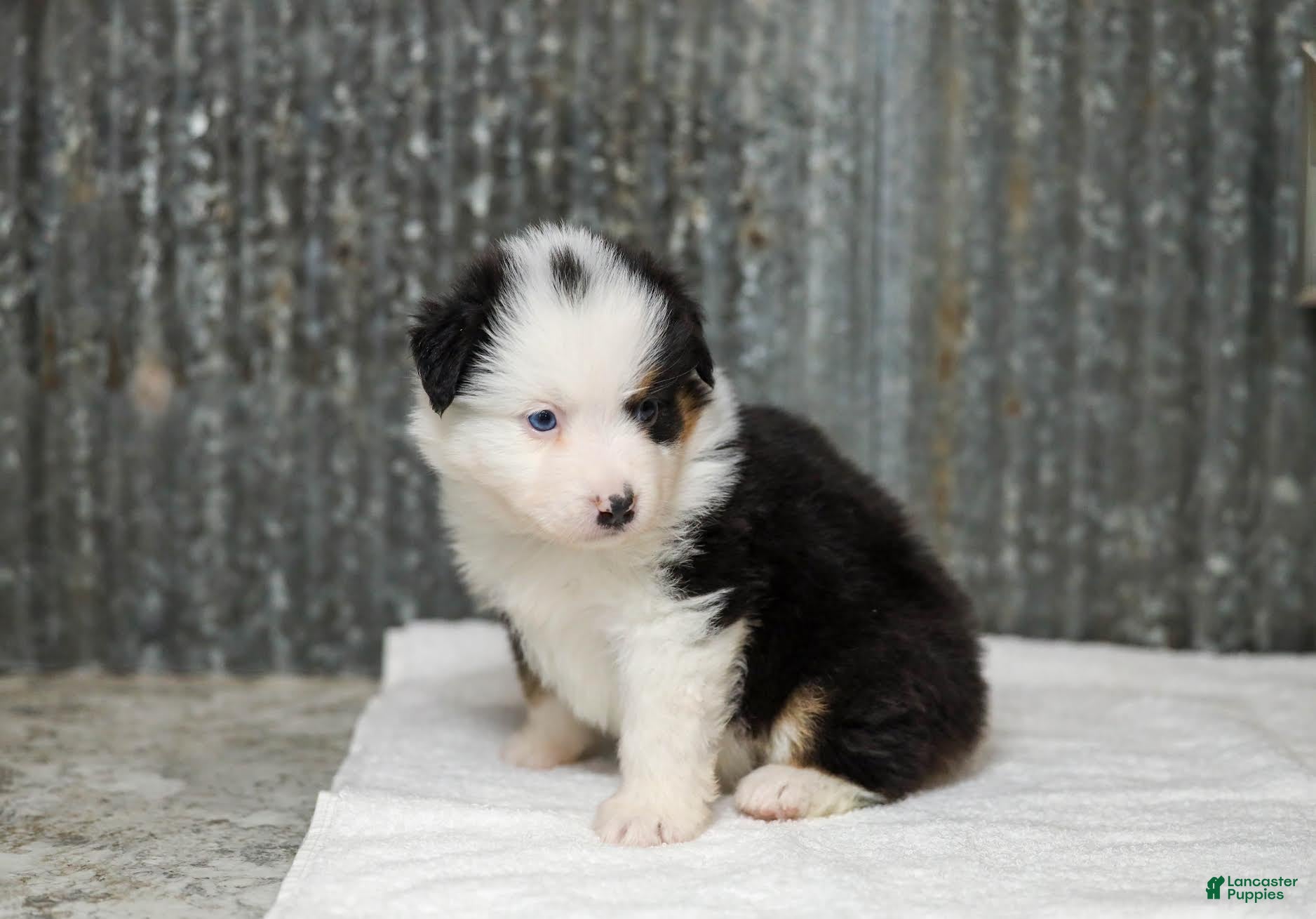 Miniature Australian Shepherd dogs Larana Miniature Australian Shepherd Puppy  - Ad 2