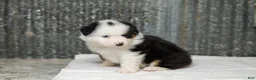 Miniature Australian Shepherd dogs for sale: Larana Miniature Australian Shepherd Puppy  - Ad 4