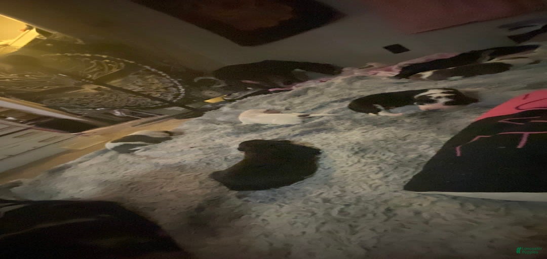 Gallery Image {{count}}