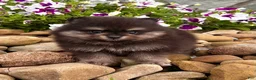 Pomeranian dogs for sale: Mickeye - Ad 3