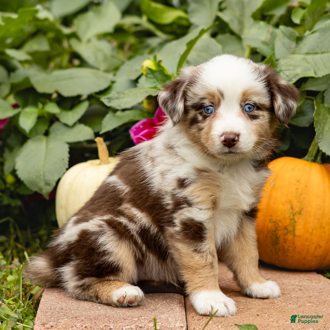 Miniature Australian Shepherd dogs for sale: Keith - Ad 1
