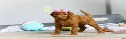 Goldendoodle dogs for sale: Maple F1b - Ad 3