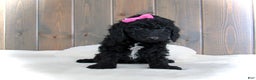 Mini Goldendoodle dogs for sale: Bella - Ad 11