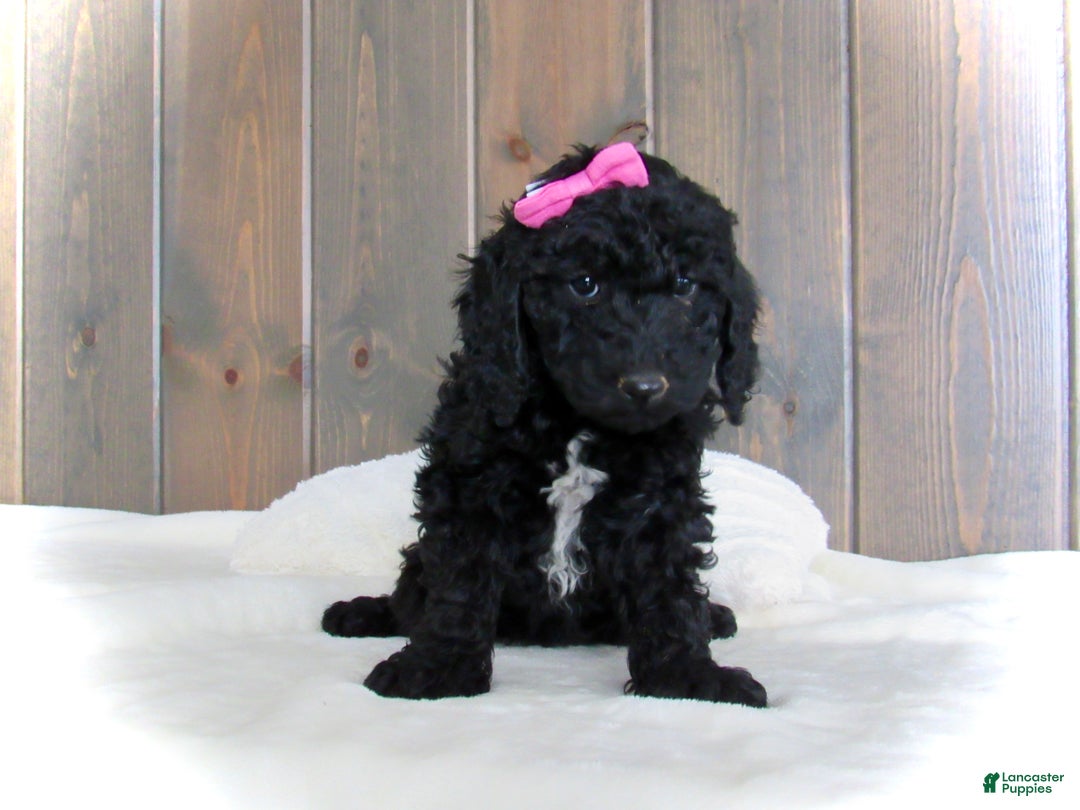 Mini Goldendoodle dogs for sale: Bella - Ad 11