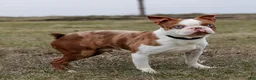 Boston Terrier dogs for sale: Randy - Ad 5
