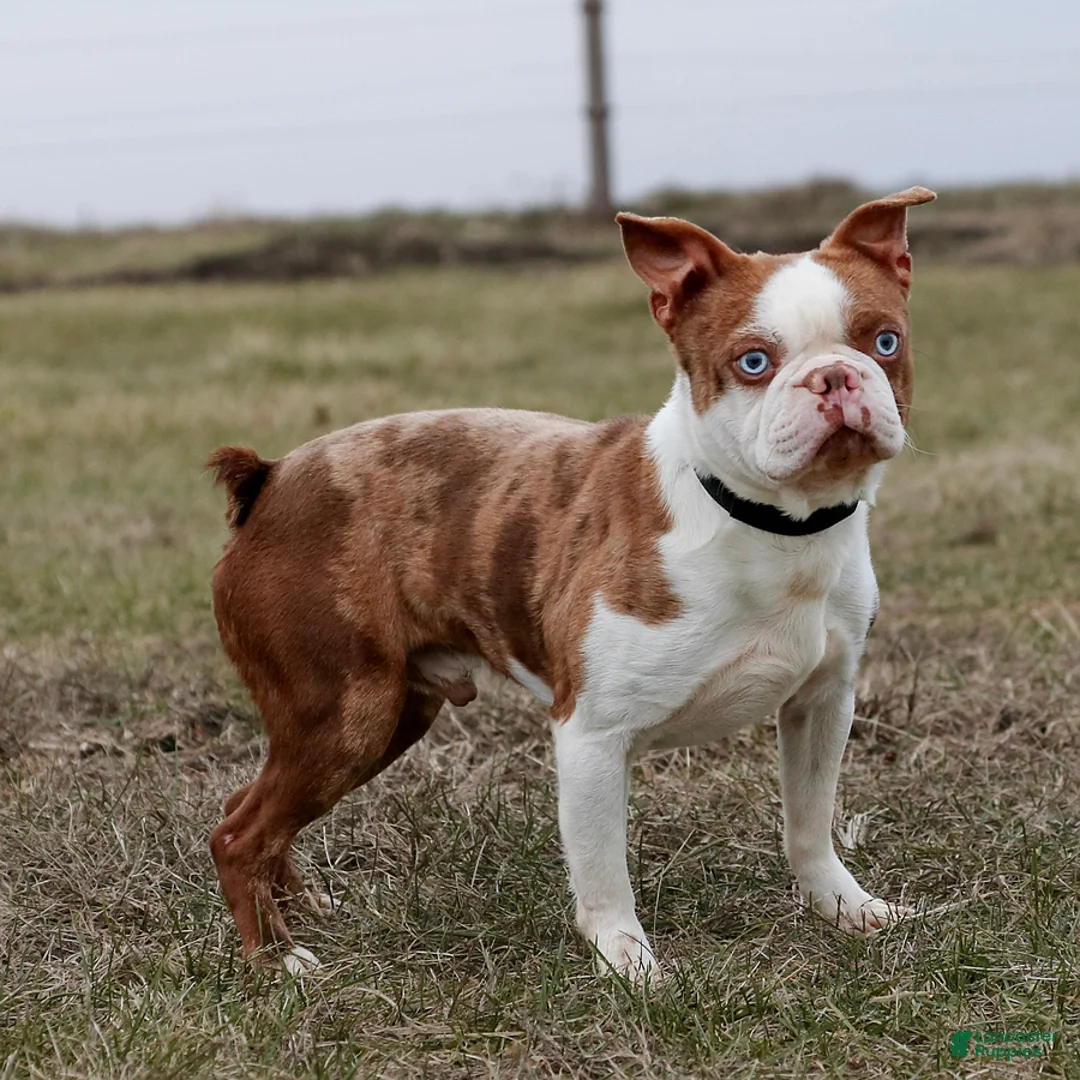 Boston Terrier dogs for sale: Randy - Ad 5