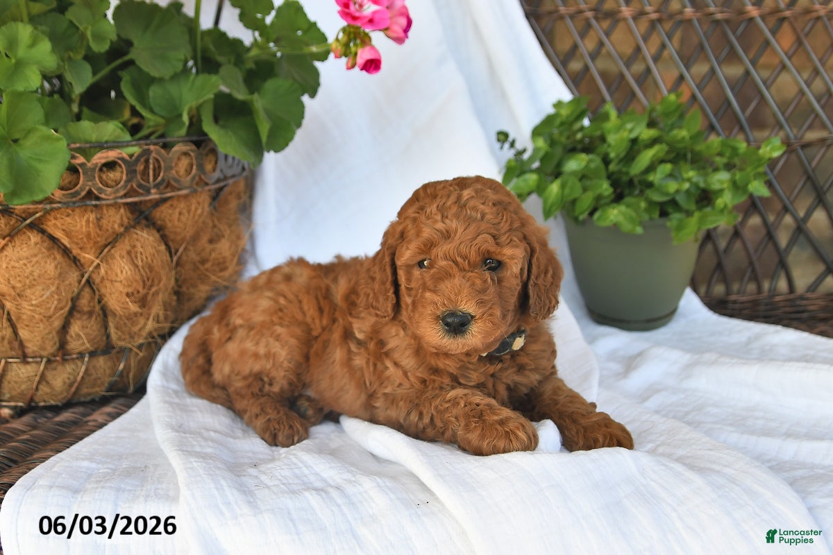 Mini Goldendoodle dogs for sale: Musket - Ad 1