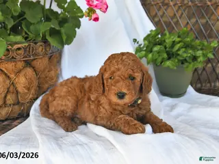 Mini Goldendoodle dogs for sale: Musket - Ad 3