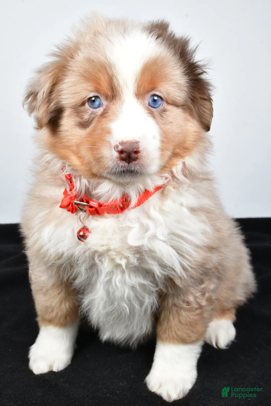 Miniature Australian Shepherd dogs for sale: Ruby - Ad 1