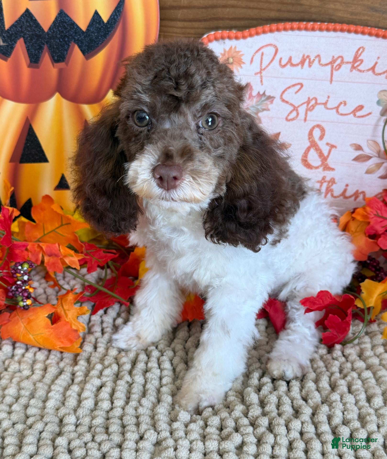 Cockapoo dogs Millie - Ad 29