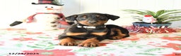 Doberman Pinscher dogs for sale: Brody - Ad 4