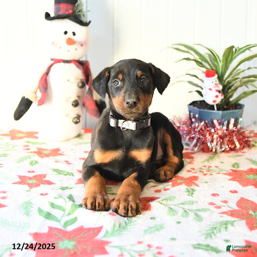 Doberman Pinscher dogs for sale: Brody - Ad 4