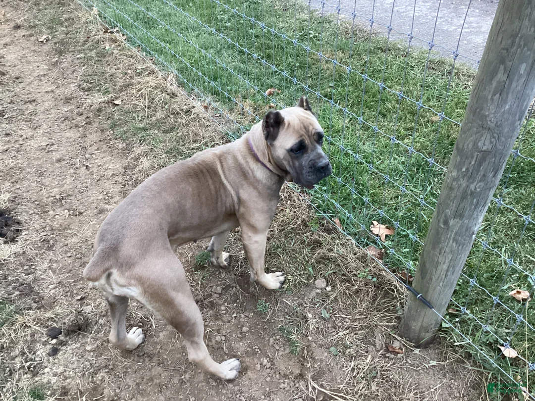 Cane Corso dogs for sale: Cane Corso Puppy 6 - Ad 6
