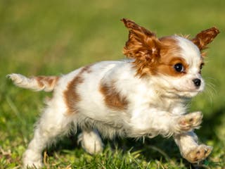 Cavalier King Charles Spaniel dogs Zizi - Ad 42