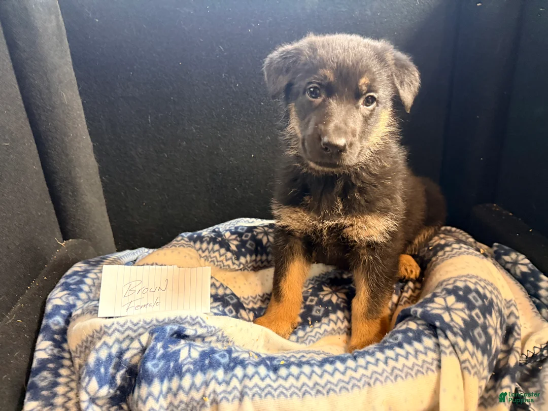 German Shepherd dogs for sale: German Shepherd Brown - Ad 1