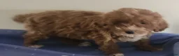 Miniature Poodle dogs for sale: Boy 2 - Ad 4