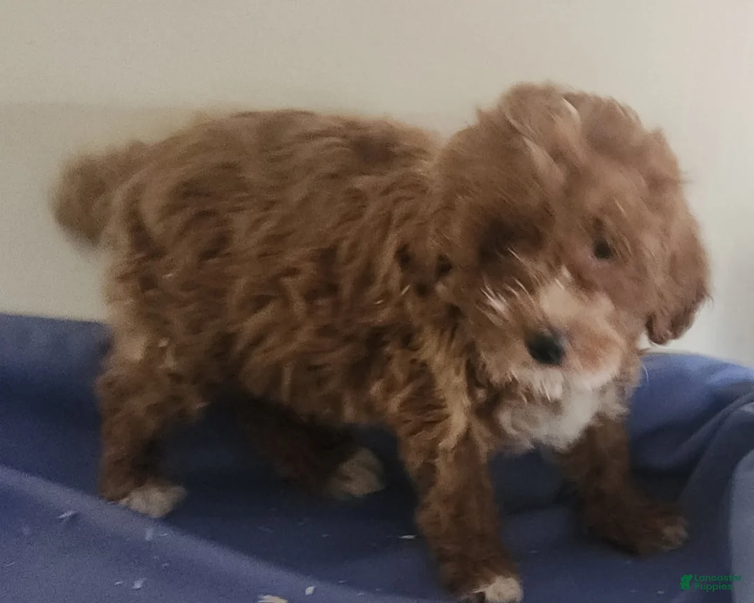 Miniature Poodle dogs for sale: Boy 2 - Ad 4