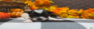 Bella