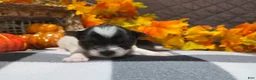 Biewer Terrier dogs for sale: Bella - Ad 1