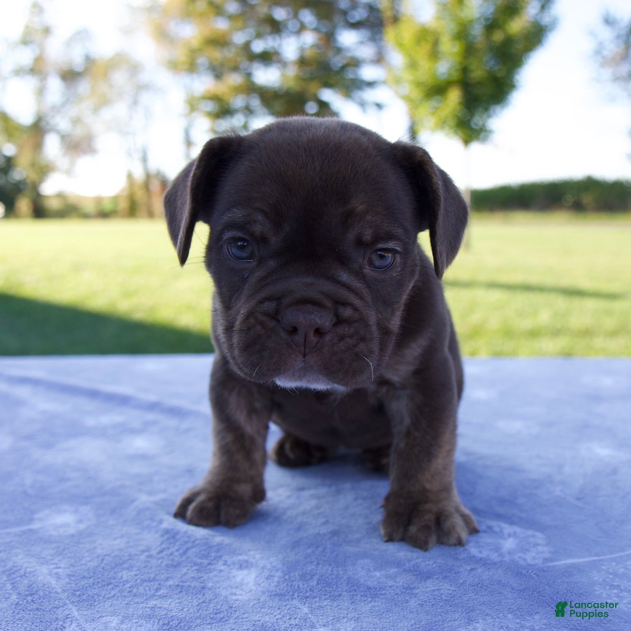Beabull dogs Amber - Ad 1