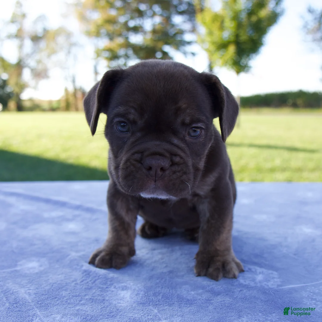 Beabull dogs for sale: Amber - Ad 1