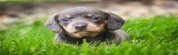 Miniature Dachshund dogs for sale: GiGi - Ad 2
