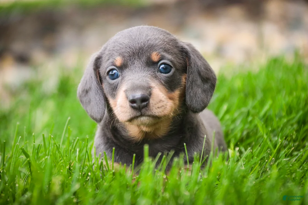 Miniature Dachshund dogs for sale: GiGi - Ad 2