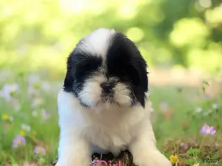 Shih Tzu dogs Shih Tzu Puppy 3 - Ad 24