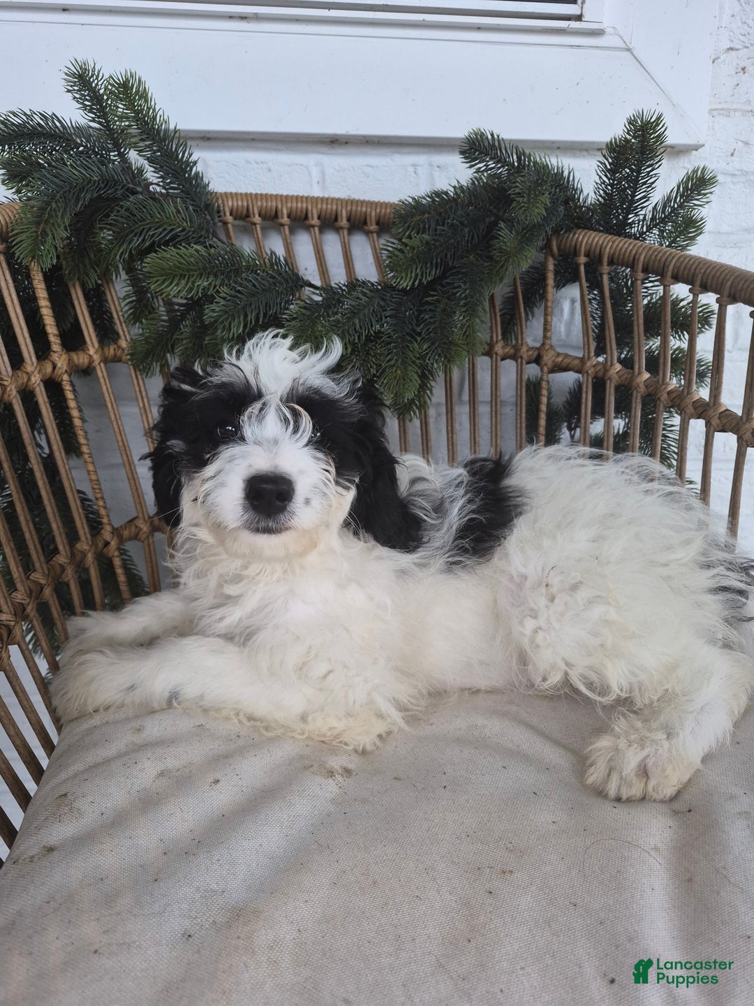 Mini Bernedoodle dogs for sale: Leo - Ad 2