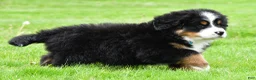 Bernese Mountain Dog dogs for sale: Ronnie - Ad 8