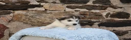 Alaskan Malamute dogs for sale: Bailey - Ad 5