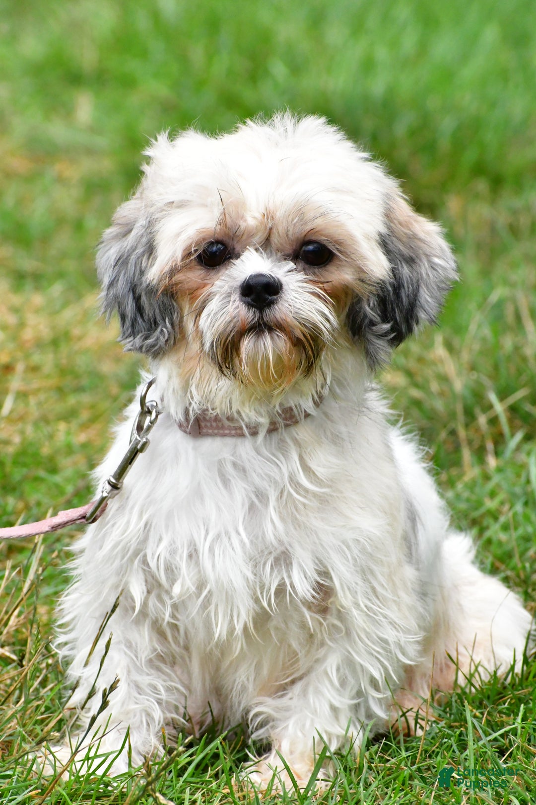 Shih Tzu dogs for sale: Chevel - Ad 9