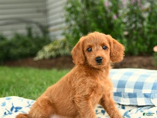 Miniature Labradoodle dogs - Ad 24