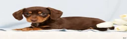 Miniature Dachshund dogs for sale: Fern - Ad 5