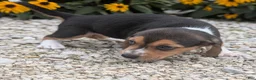 Beagle dogs for sale: Pancake - Ad 6