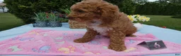 Mini Goldendoodle dogs for sale: Mini Goldendoodle 6 Rana - Ad 3