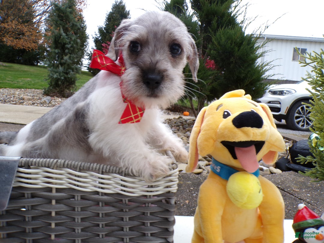 Schnoodle dogs for sale: Schnoodle Puppy 4 Blue Boy - Ad 2