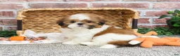 Shih Tzu dogs for sale: Dover  - Ad 5