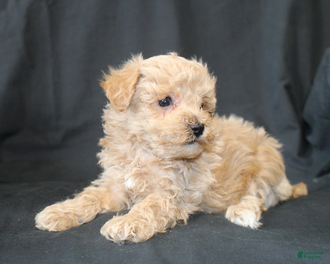 Bichpoo dogs for sale: Bandit. - Ad 7