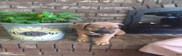 Mixed Breed dogs for sale: Mixed Breed Puppy 1 - Ad 4