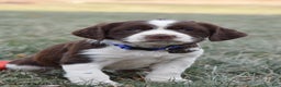 English Springer Spaniel dogs for sale: Mae - Ad 2