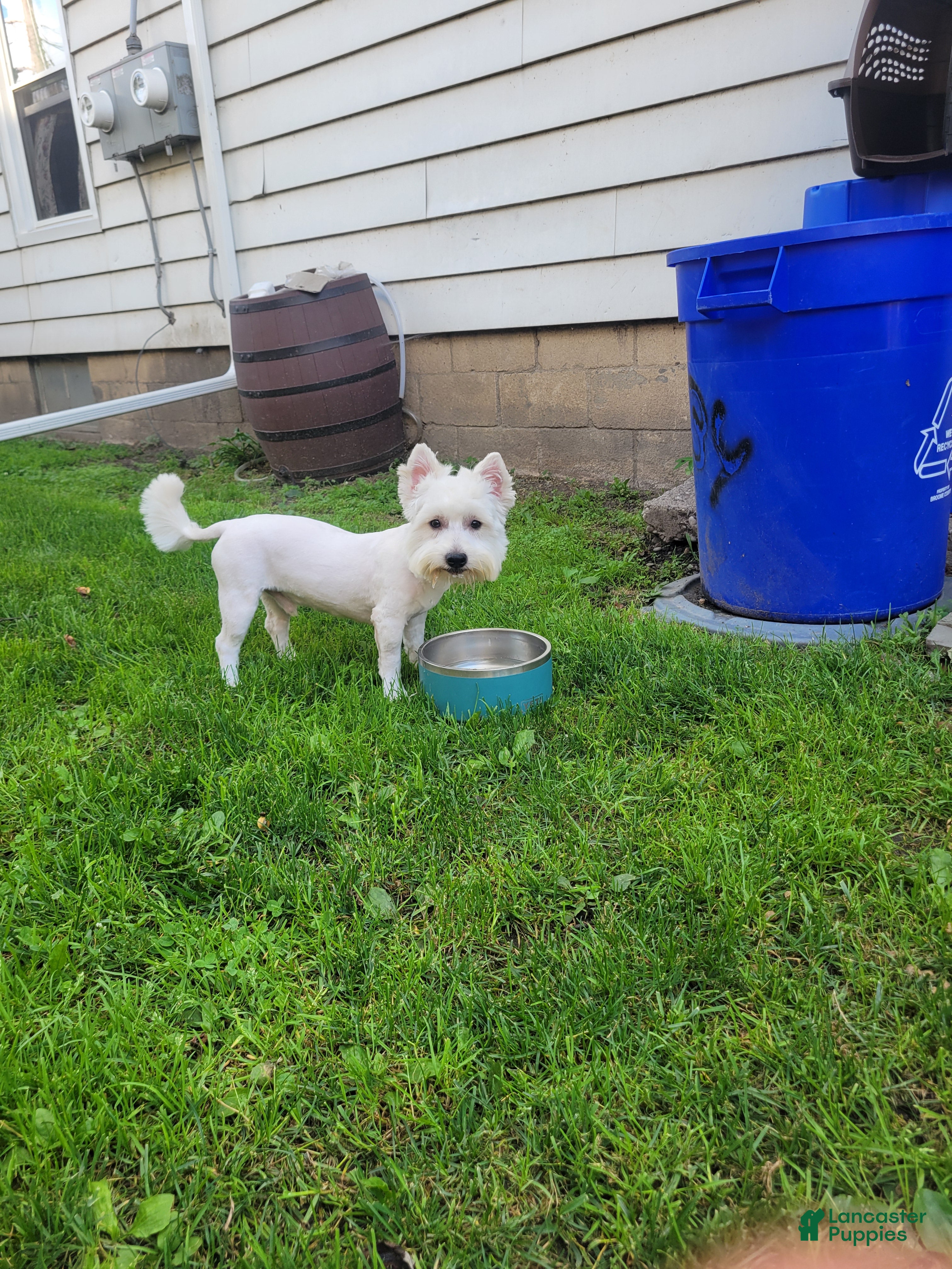 West Highland Terrier dogs for sale: Bobby - Ad 4