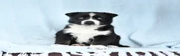Gerberian Shepsky dogs for sale: Frosty - Ad 4