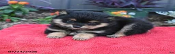 Pomeranian dogs for sale: Huck - Ad 4