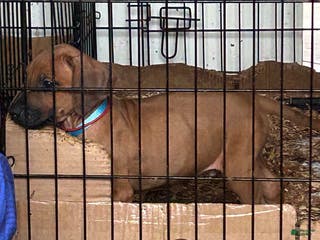 Rhodesian Ridgeback dogs Rhodesian Ridgeback Puppy 1 sky blue collar - Ad 28